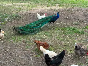 Peacock Breeding Pairs Available for Sale. Worthwhile Investment.