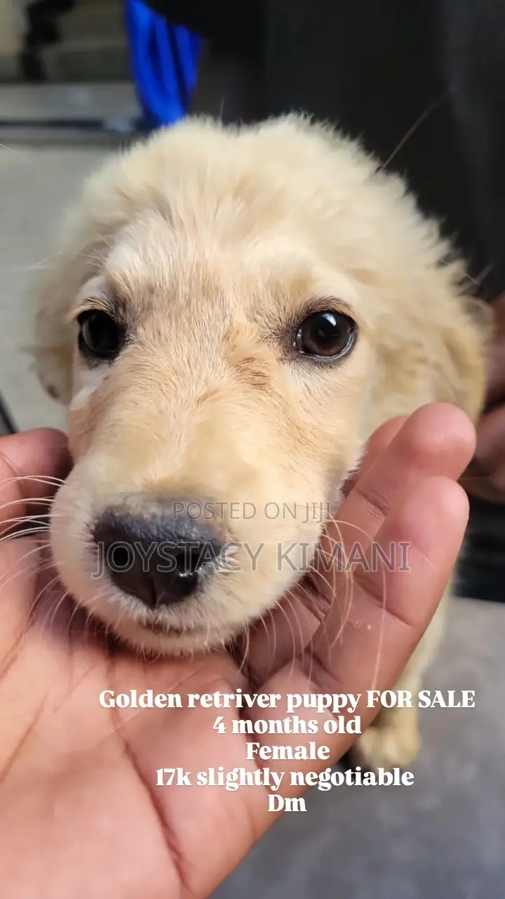 3-6 months Female Purebred Golden Retriever