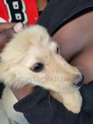 3-6 months Female Purebred Golden Retriever