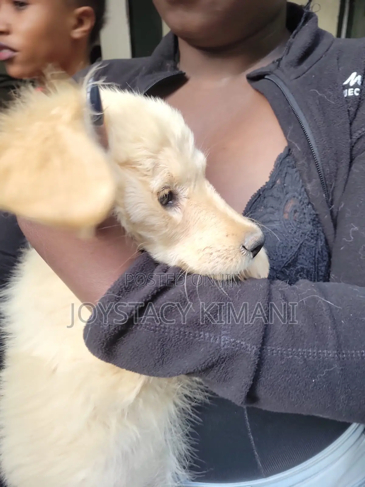 3-6 months Female Purebred Golden Retriever