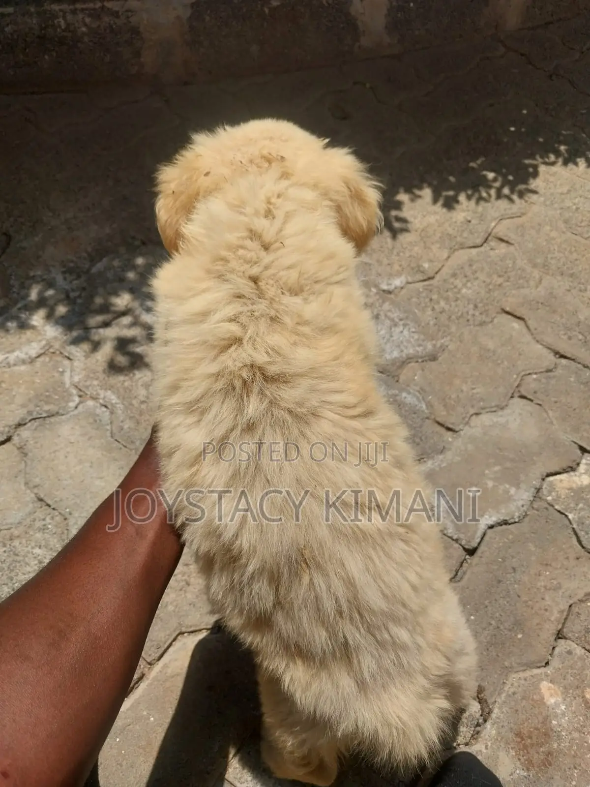 3-6 months Female Purebred Golden Retriever