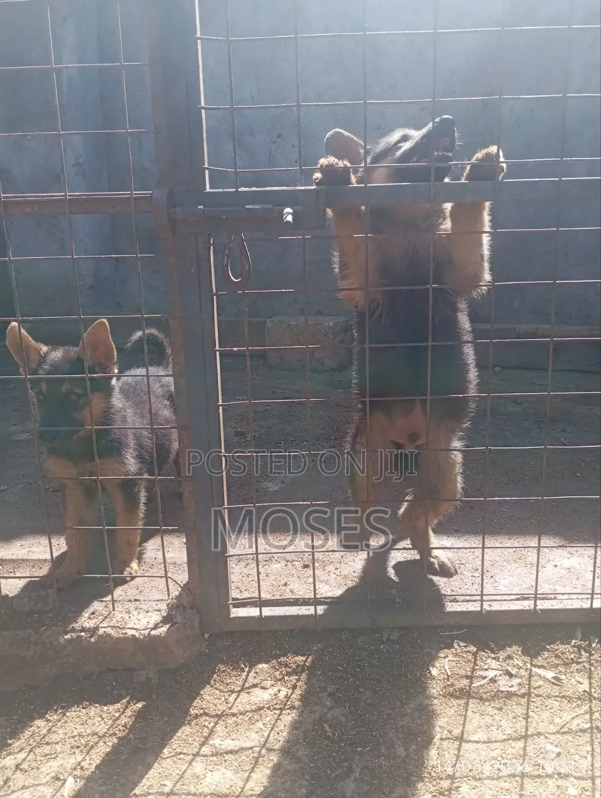 1-3 months Male Purebred German Shepherd