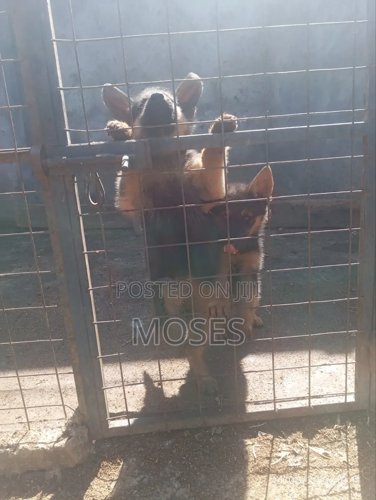 1-3 months Male Purebred German Shepherd
