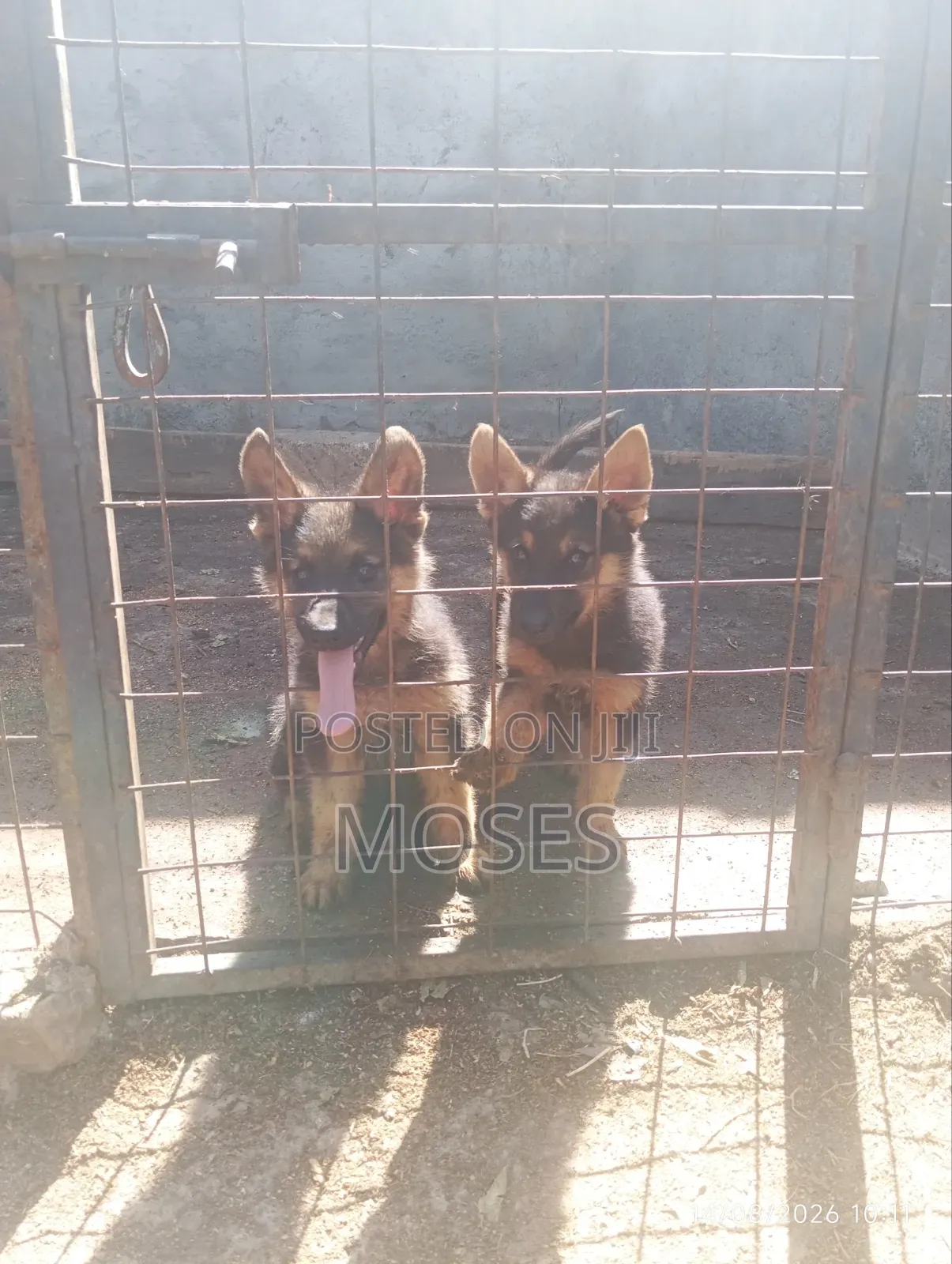 1-3 months Male Purebred German Shepherd