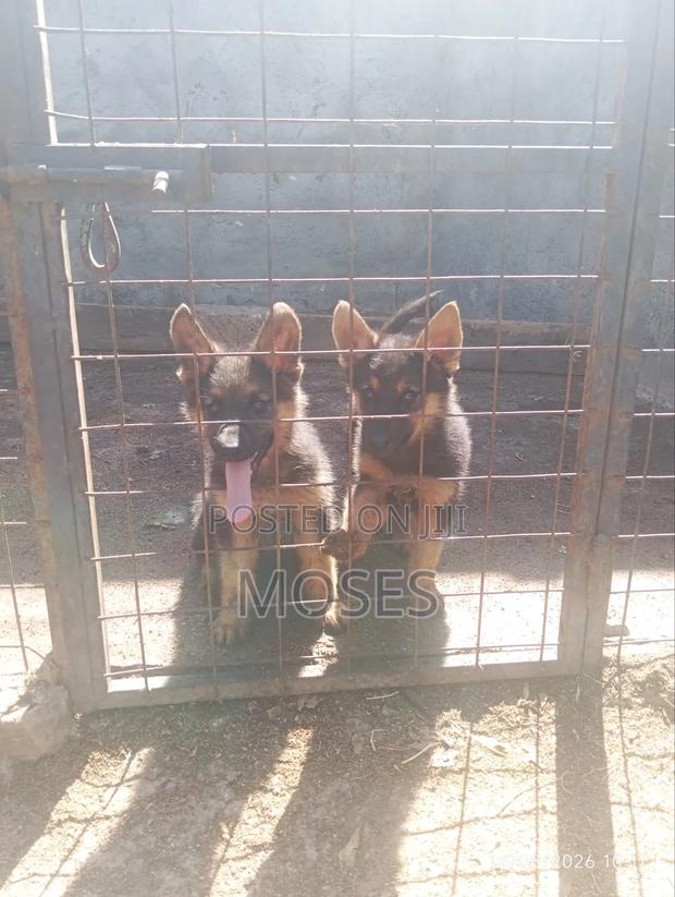 1-3 months Male Purebred German Shepherd - thumbnail 4