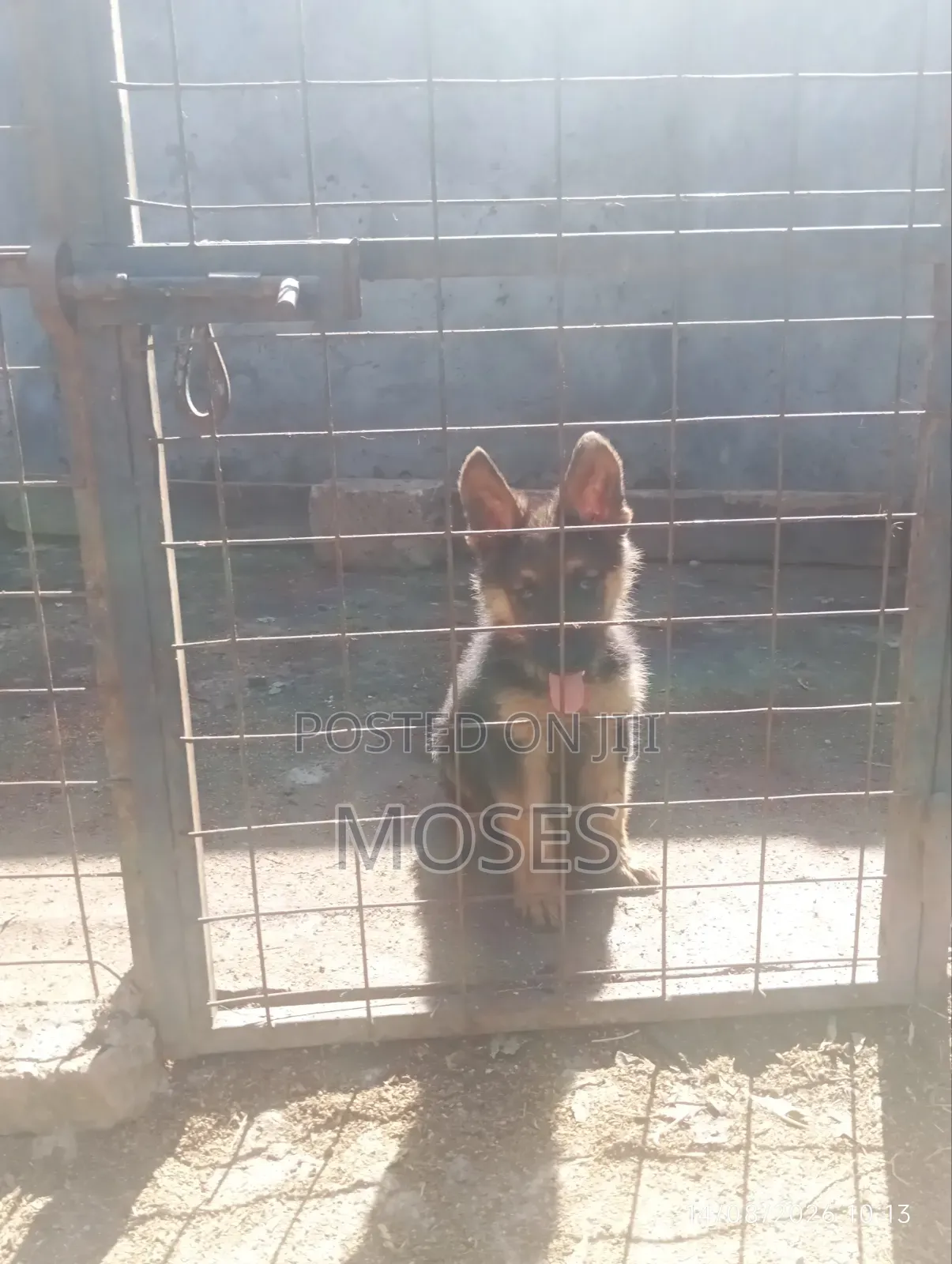 1-3 months Male Purebred German Shepherd