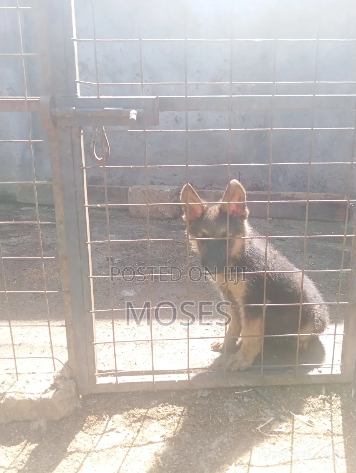 1-3 months Male Purebred German Shepherd