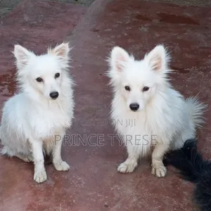 3-6 months Male Purebred Japanese Spitz