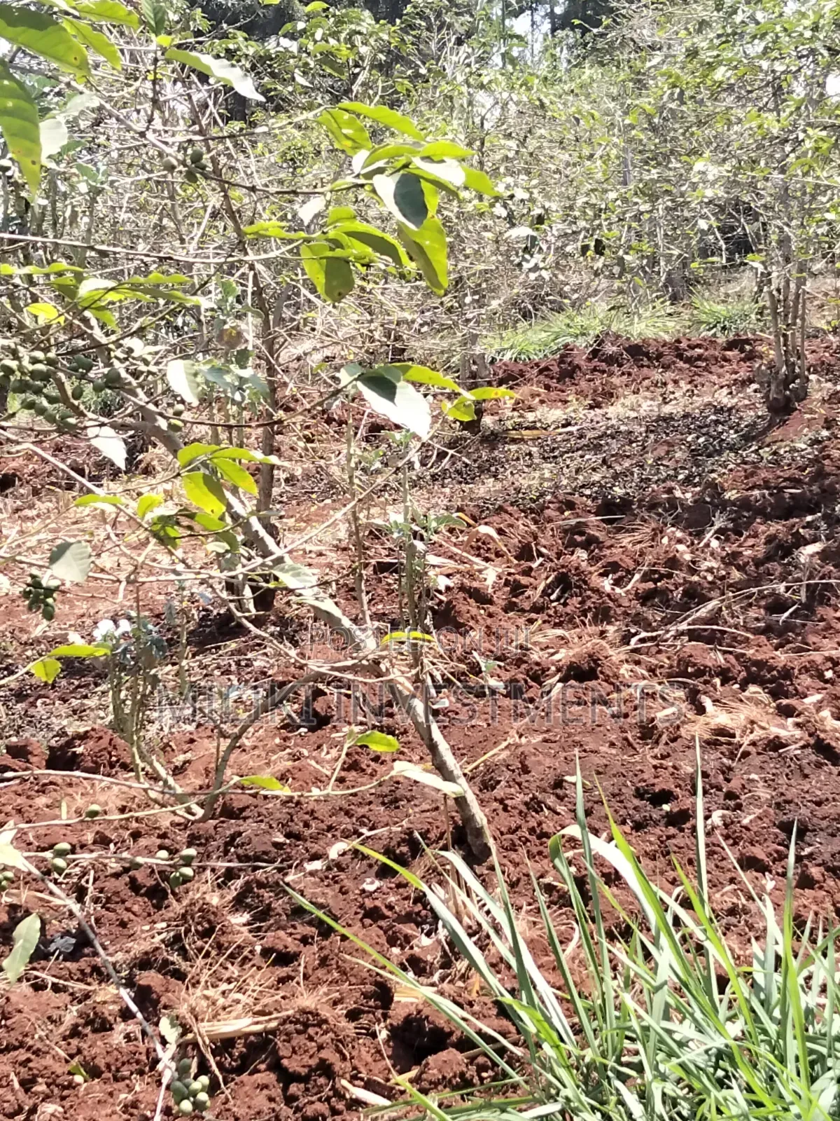 2 Acres Land on Sale at Gatundu South -Kiamwangi.