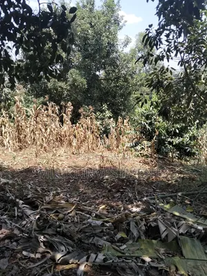 1 Acre Land Touching Tarmac on Sale at Kiamwangi