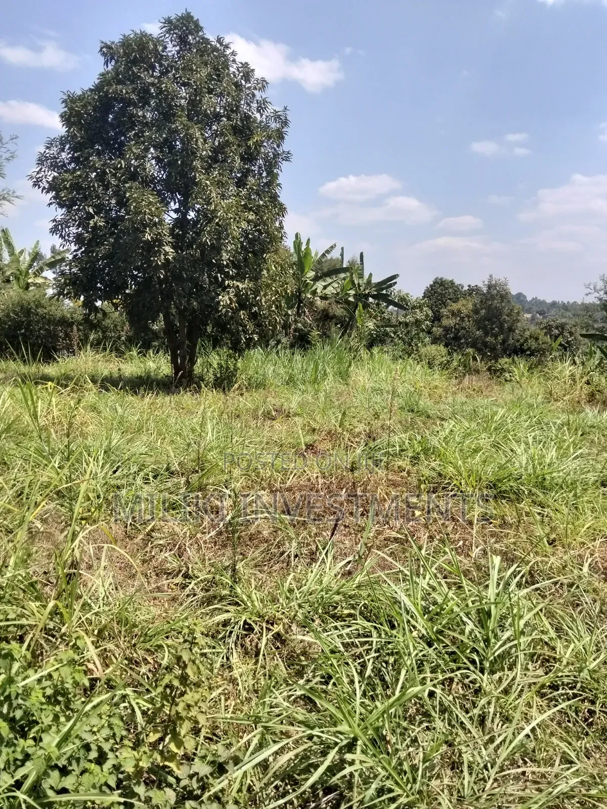1/4 an Acre on Sale at Kiamwangi -Gatundu South