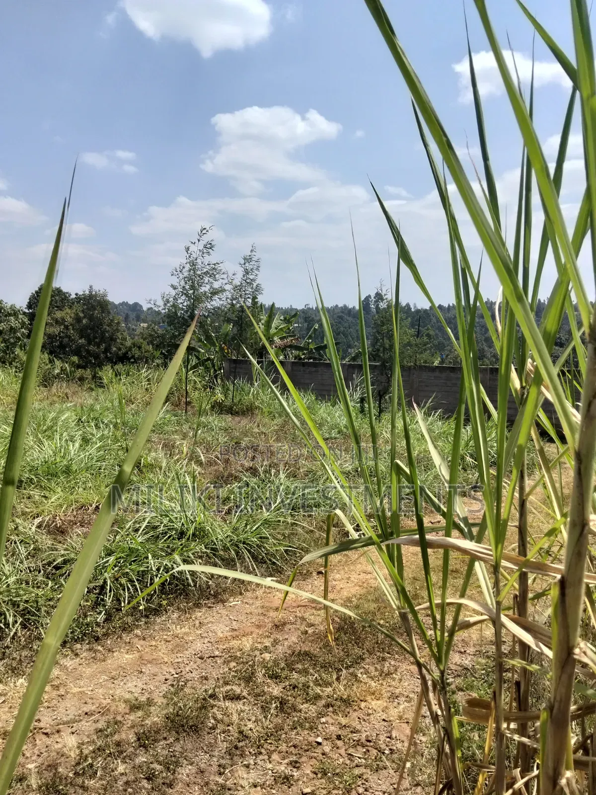 1/4 an Acre on Sale at Kiamwangi -Gatundu South