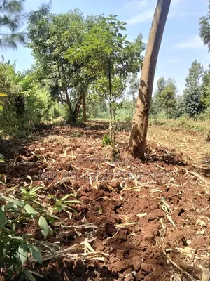 1.25 Land on Sale at Kiamwangi -Gatundu South
