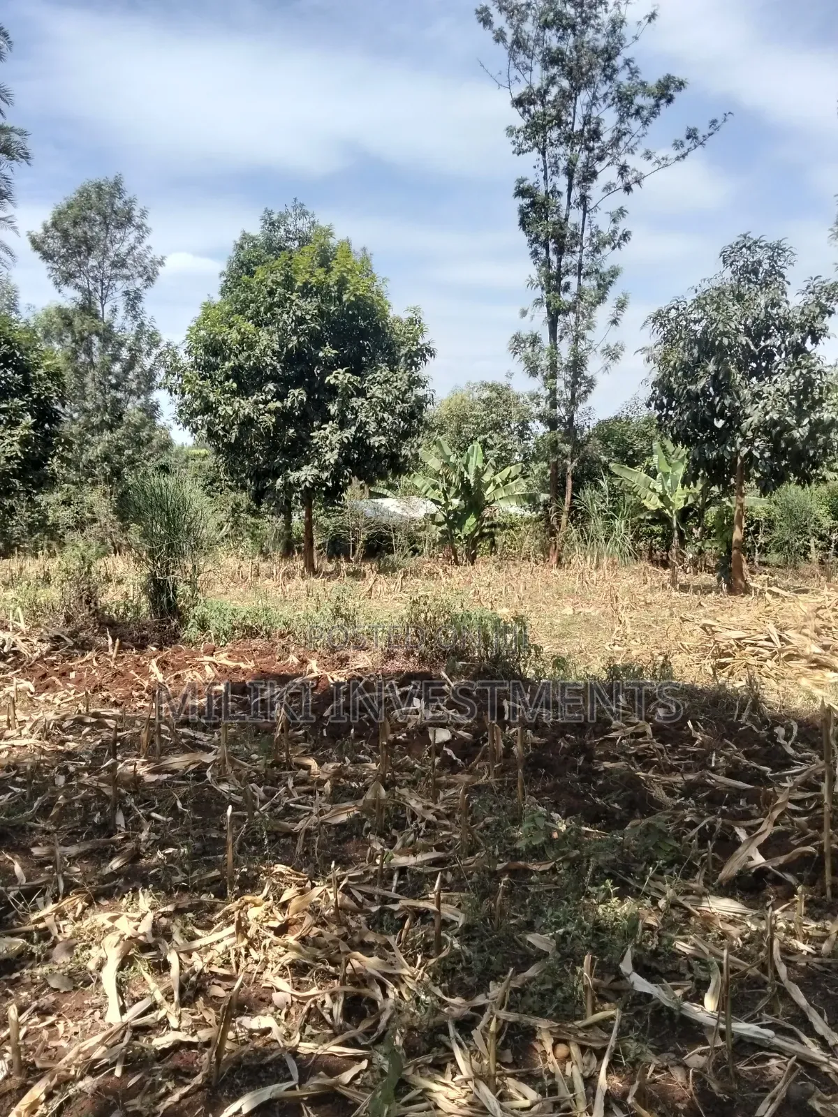 1.25 Land on Sale at Kiamwangi -Gatundu South