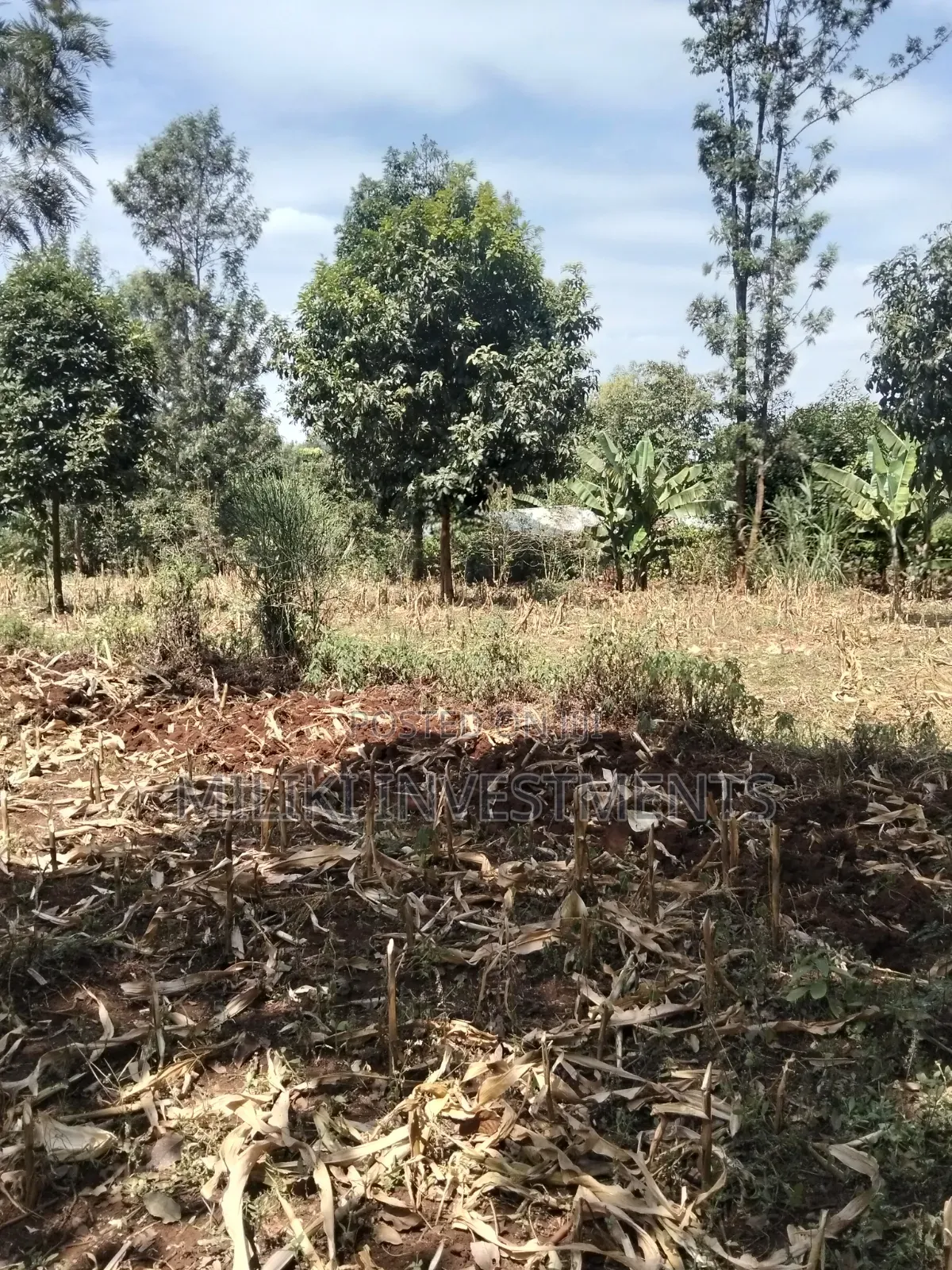 1.25 Land on Sale at Kiamwangi -Gatundu South