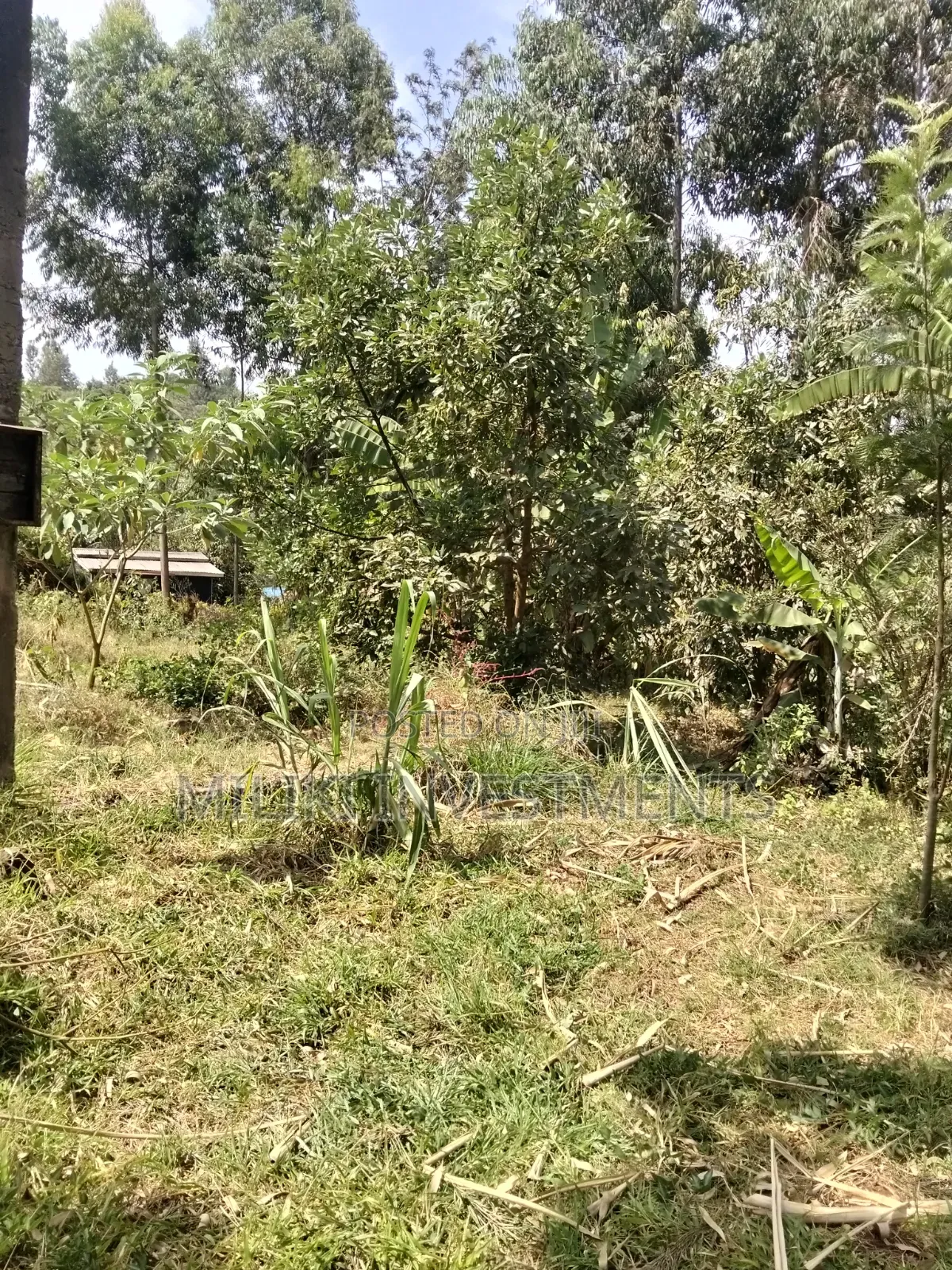 1.25 Land on Sale at Kiamwangi -Gatundu South