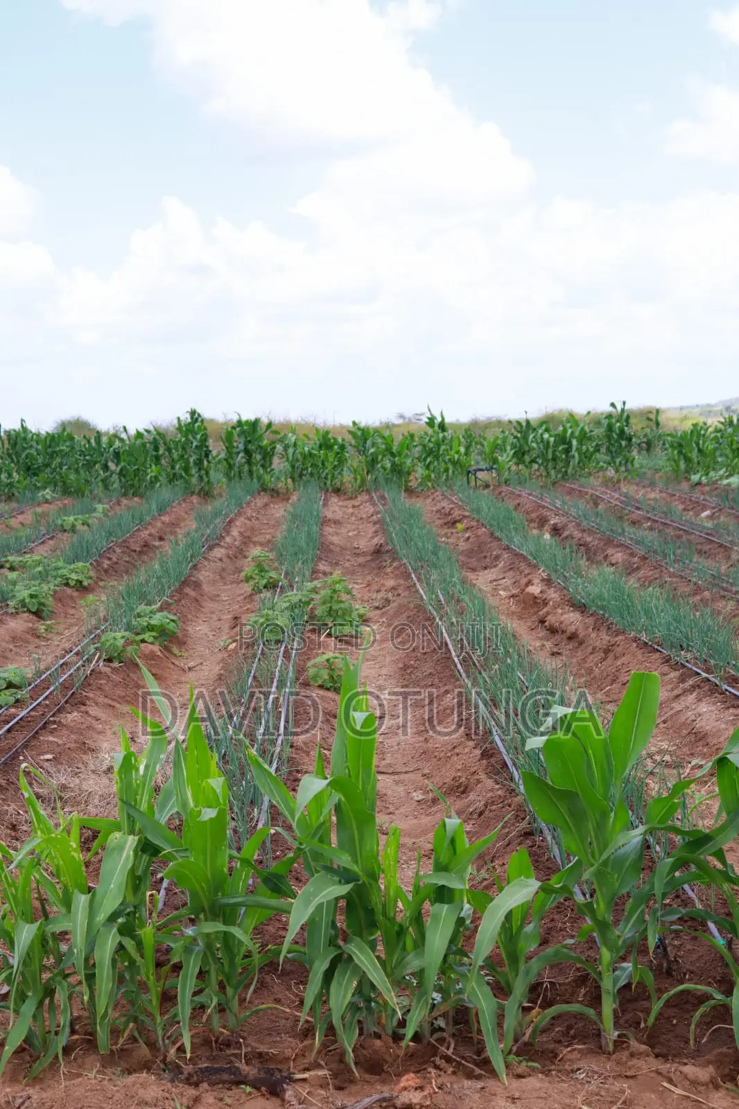 50x100 Plot for Sale in Matuu Kavindini