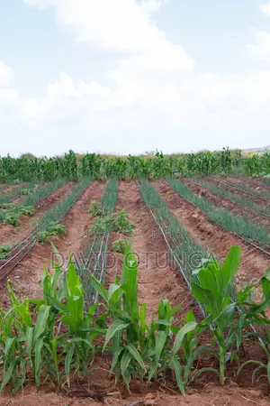 50x100 Plot for Sale in Matuu Kavindini