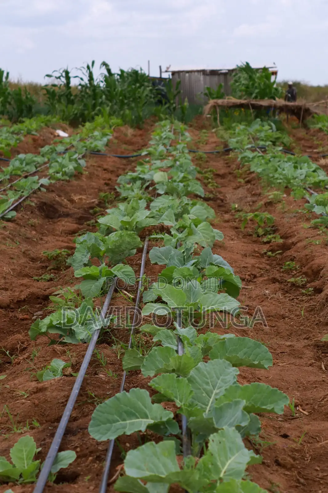 50x100 Plot for Sale in Matuu Kavindini