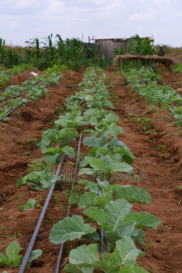 50x100 Plot for Sale in Matuu Kavindini - thumbnail 7