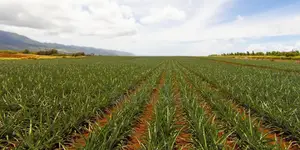 50x100 Plot for Sale in Magarini Malindi –
