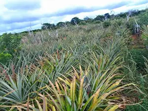 50x100 Plot for Sale in Magarini Malindi –