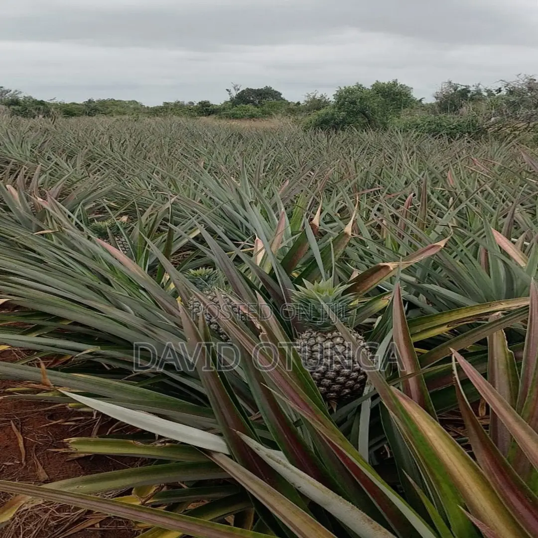50x100 Plot for Sale in Magarini Malindi –