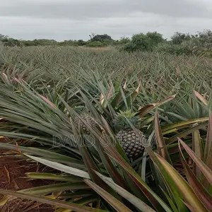 50x100 Plot for Sale in Magarini Malindi –