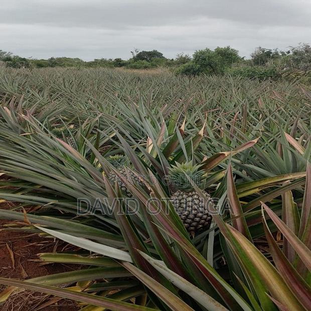50x100 Plot for Sale in Magarini Malindi – - thumbnail 3