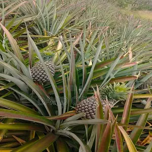 50x100 Plot for Sale in Magarini Malindi –