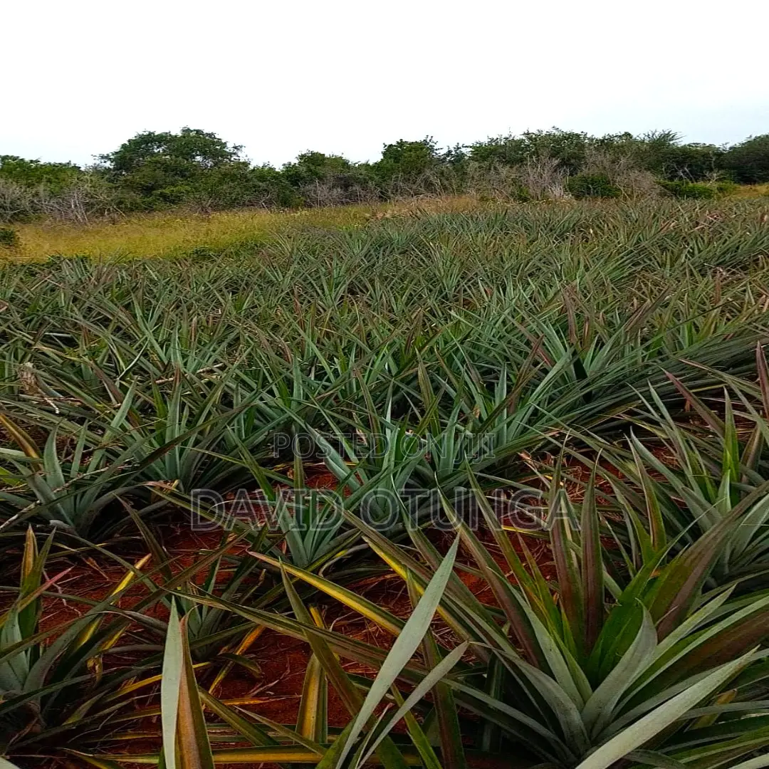 50x100 Plot for Sale in Magarini Malindi –