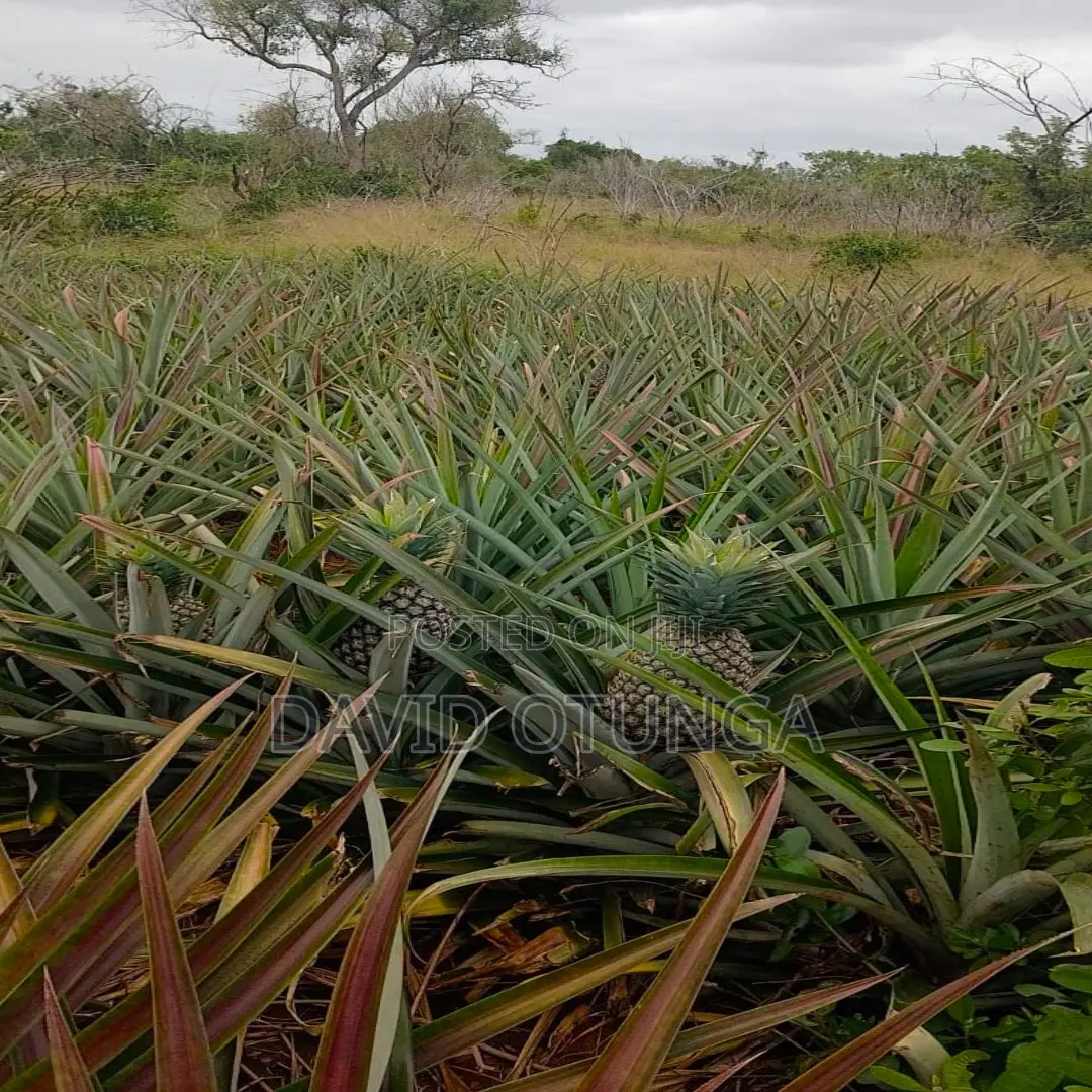 50x100 Plot for Sale in Magarini Malindi –