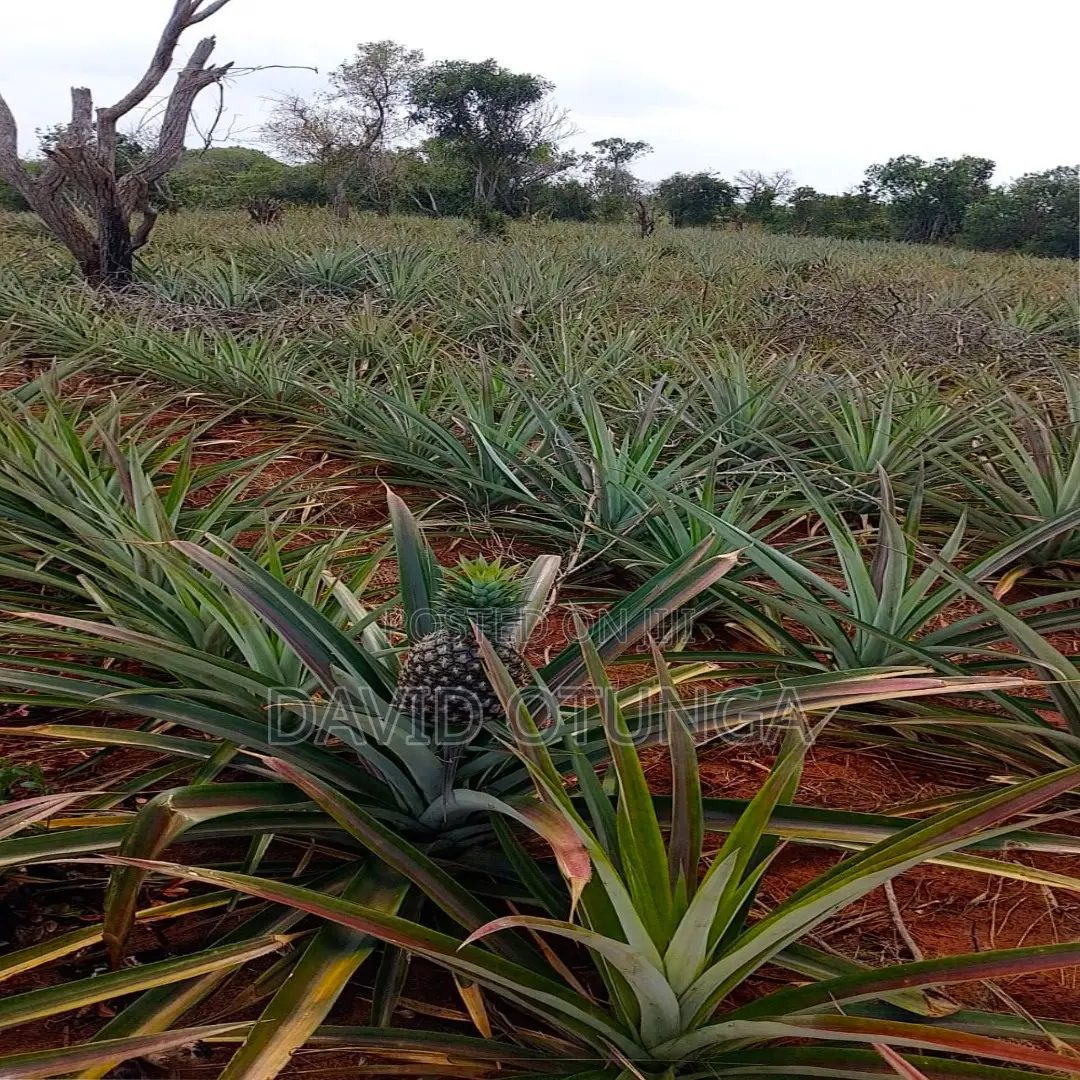 50x100 Plot for Sale in Magarini Malindi –