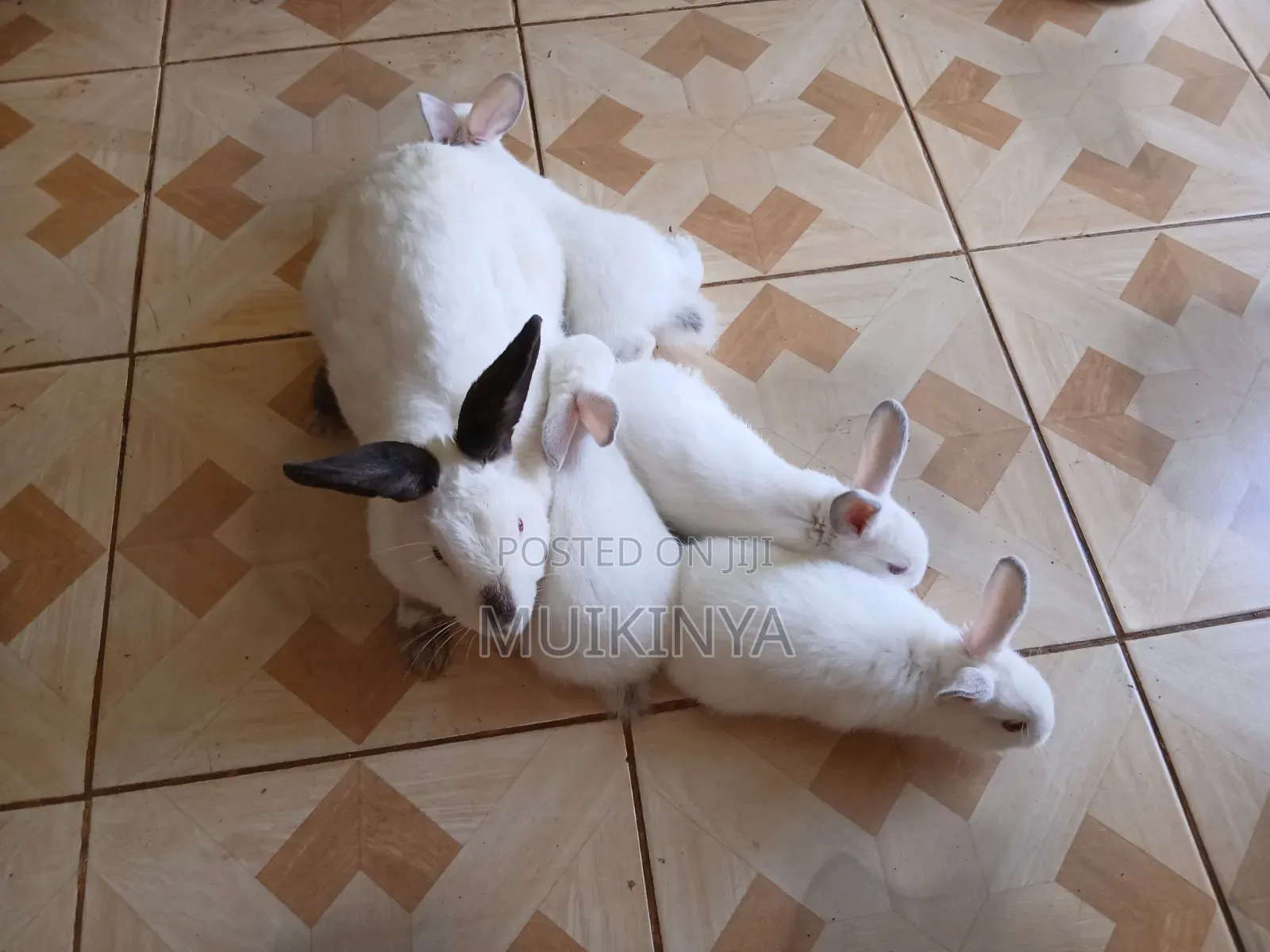 (NEGOTIABLE) 10 Rabbits for Sale;Females Are Pregnant( + Free Pellets)