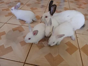 (NEGOTIABLE) 10 Rabbits for Sale;Females Are Pregnant( + Free Pellets)