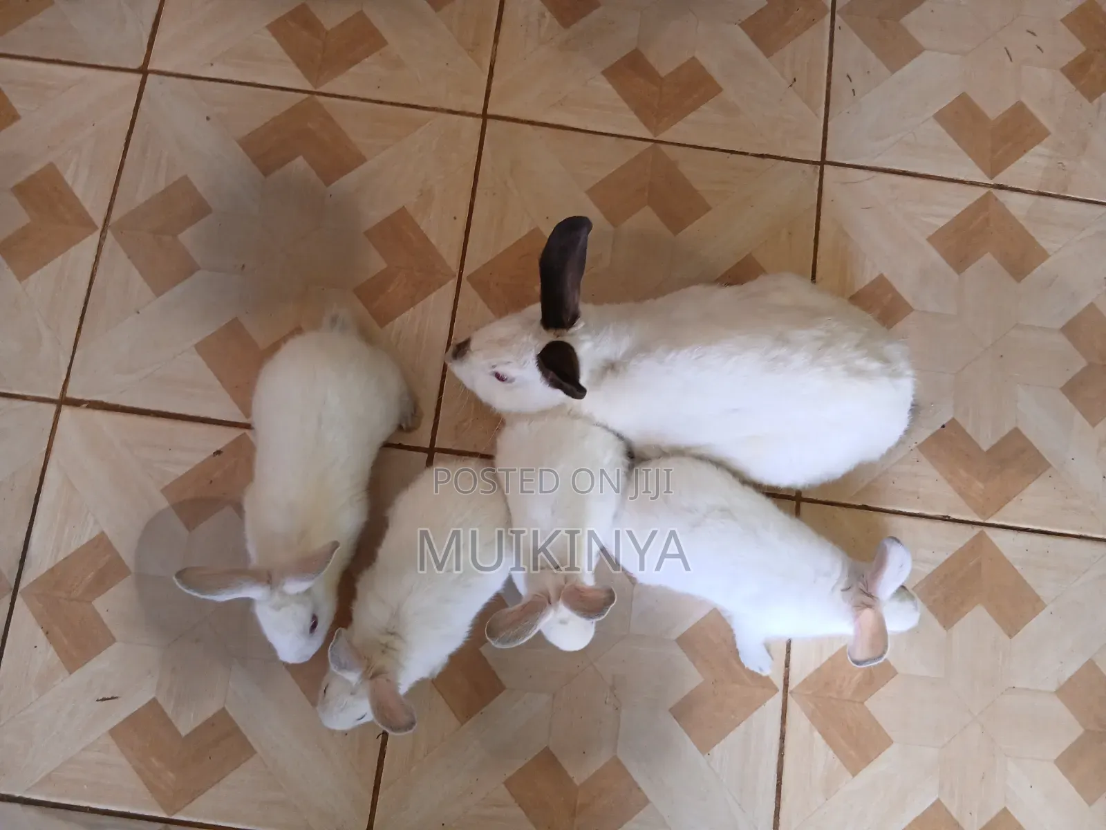 (NEGOTIABLE) 10 Rabbits for Sale;Females Are Pregnant( + Free Pellets)