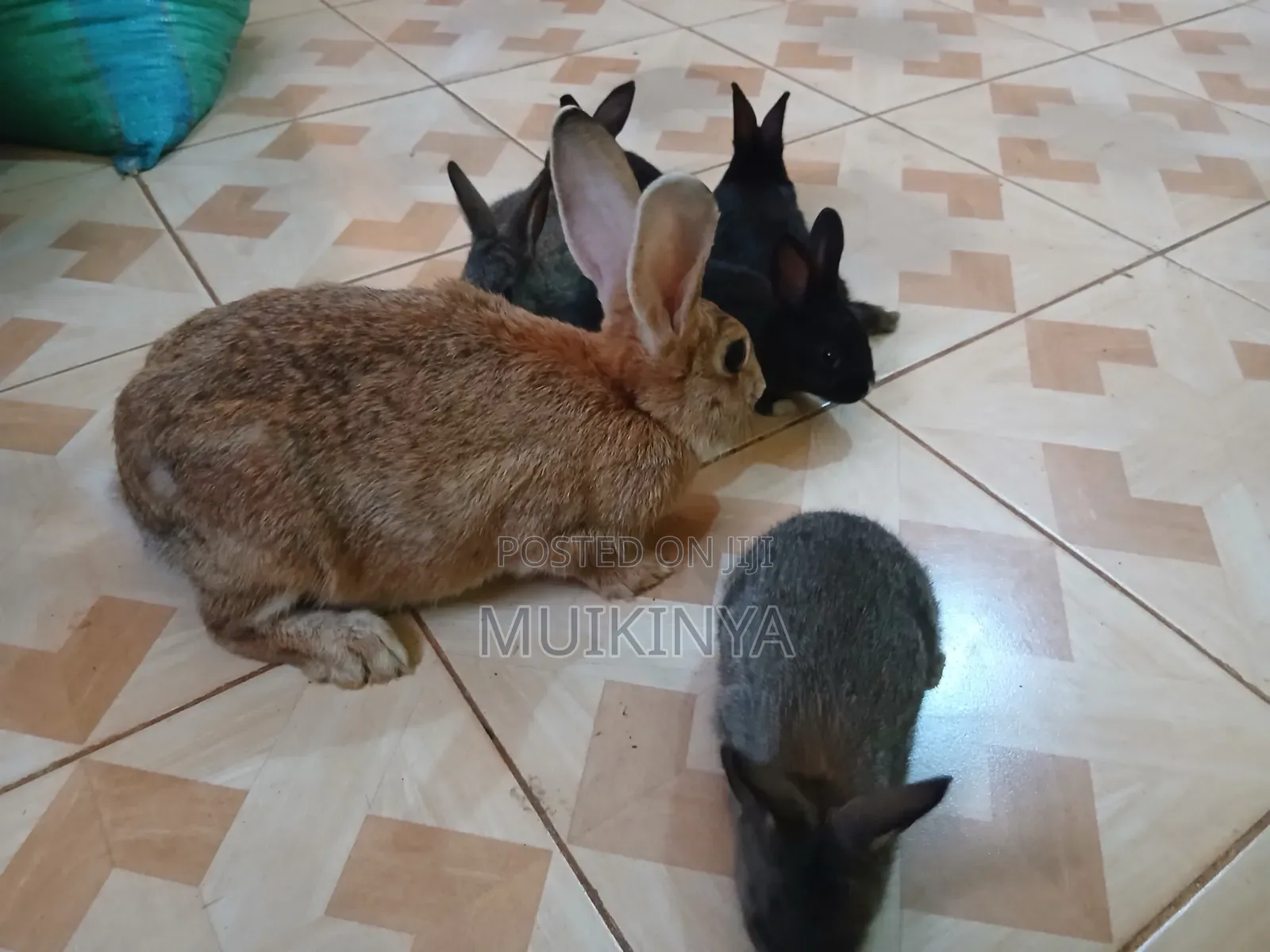 (NEGOTIABLE) 10 Rabbits for Sale;Females Are Pregnant( + Free Pellets)
