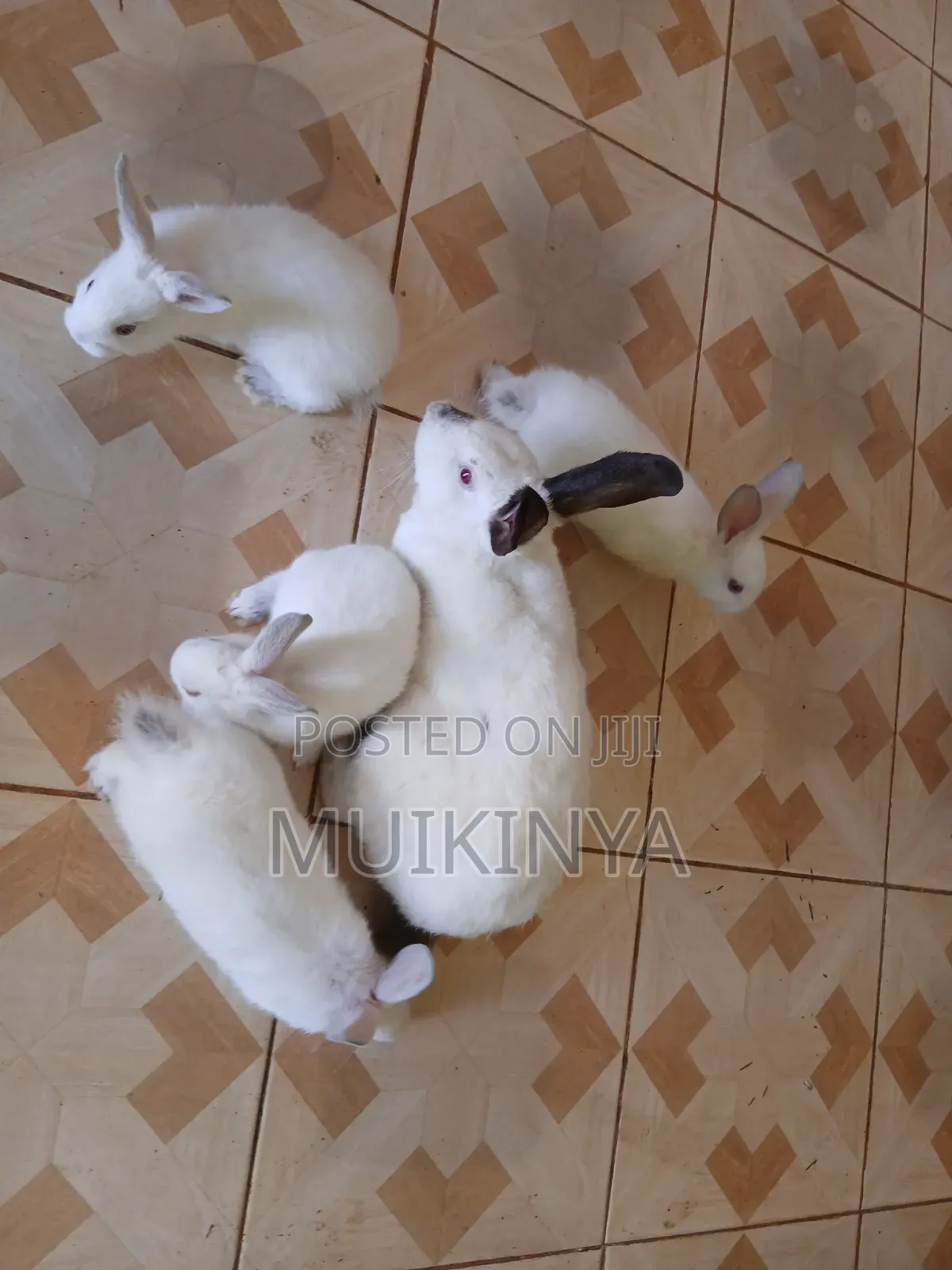 (NEGOTIABLE) 10 Rabbits for Sale;Females Are Pregnant( + Free Pellets)