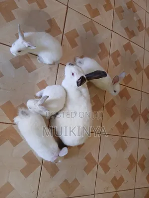 (NEGOTIABLE) 10 Rabbits for Sale;Females Are Pregnant( + Free Pellets)