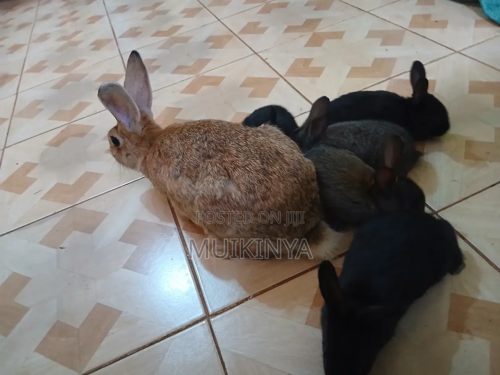 (NEGOTIABLE) 10 Rabbits for Sale;Females Are Pregnant( + Free Pellets)