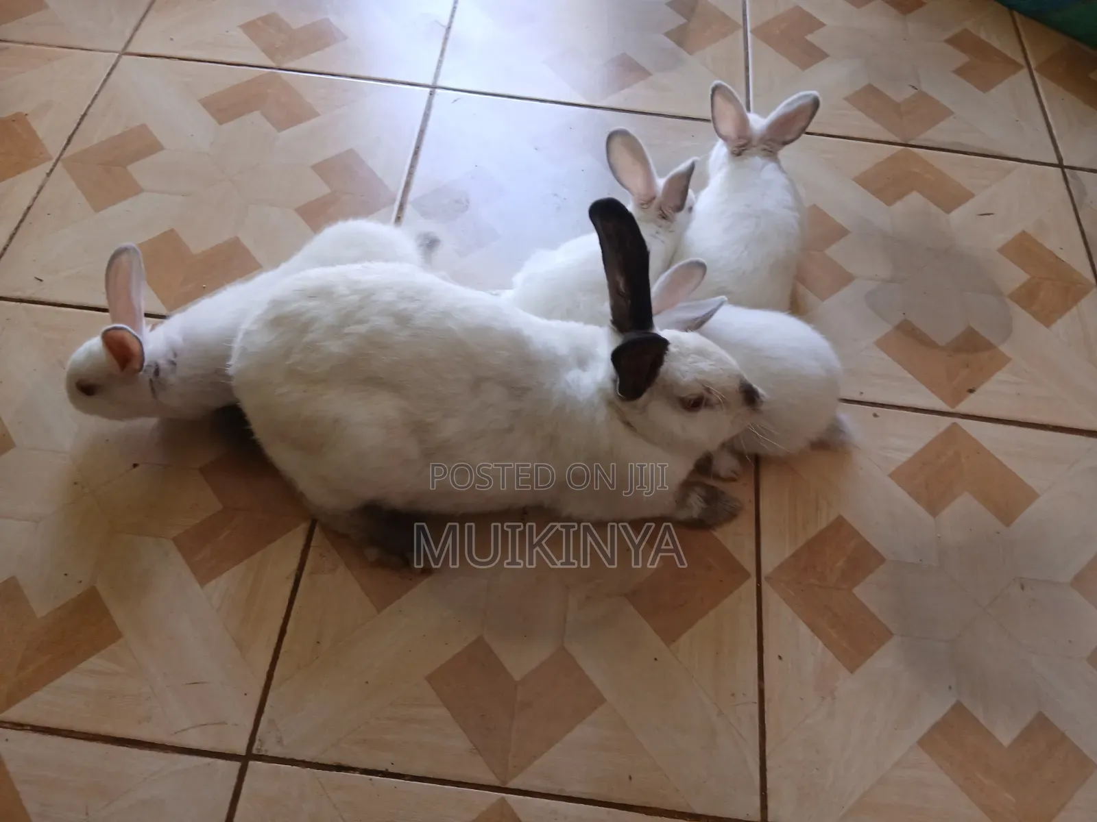 (NEGOTIABLE) 10 Rabbits for Sale;Females Are Pregnant( + Free Pellets)