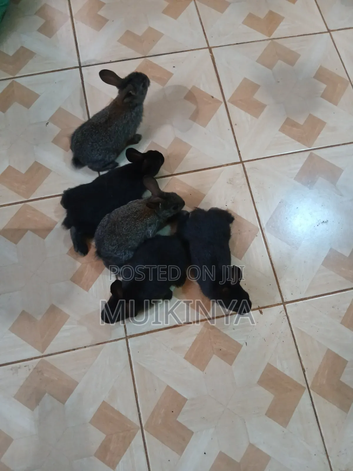 (NEGOTIABLE) 10 Rabbits for Sale;Females Are Pregnant( + Free Pellets)