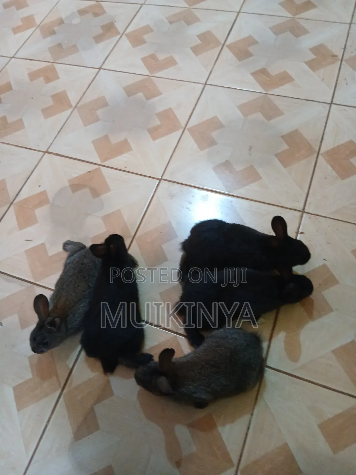 (NEGOTIABLE) 10 Rabbits for Sale;Females Are Pregnant( + Free Pellets)