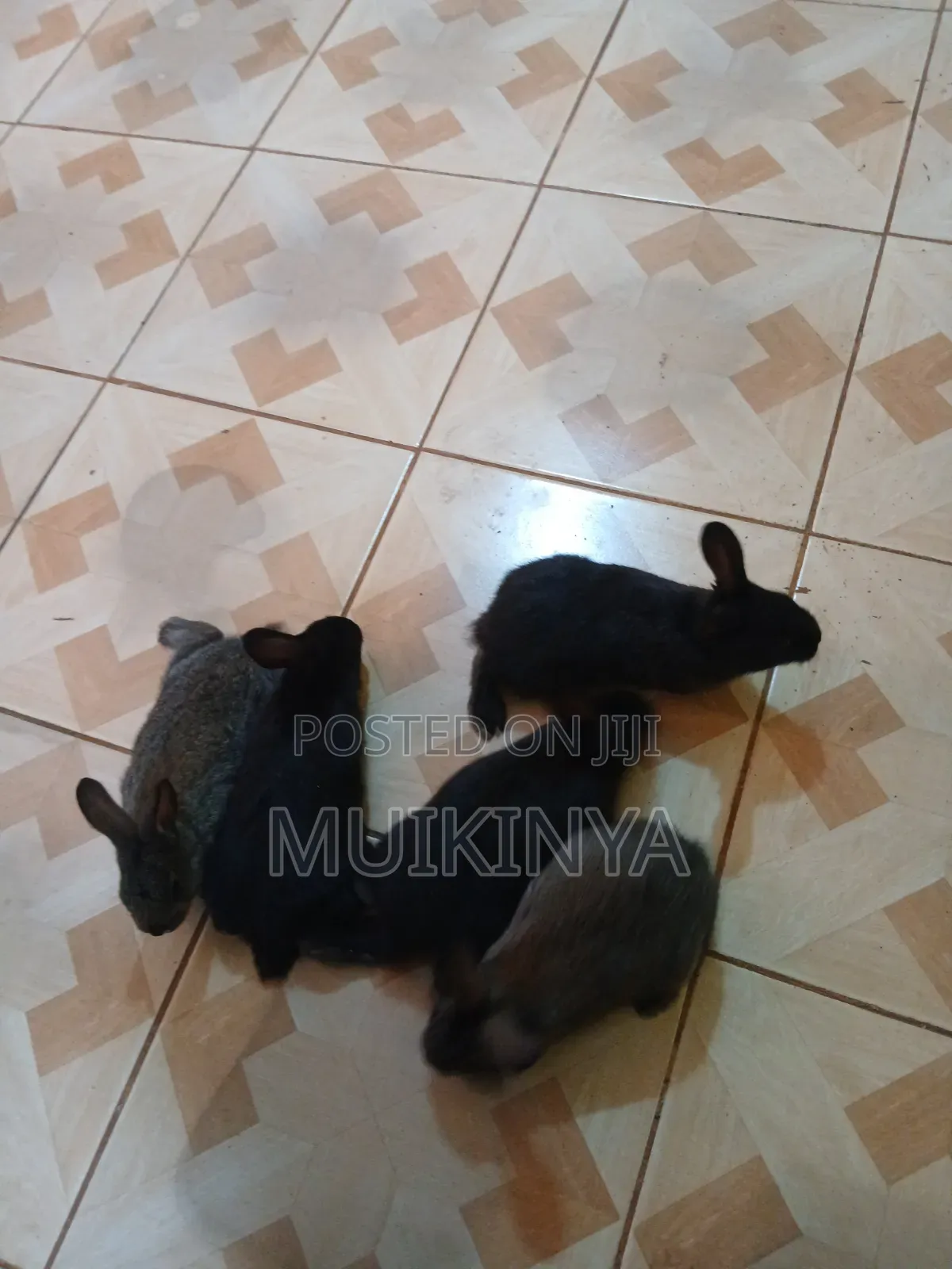 (NEGOTIABLE) 10 Rabbits for Sale;Females Are Pregnant( + Free Pellets)