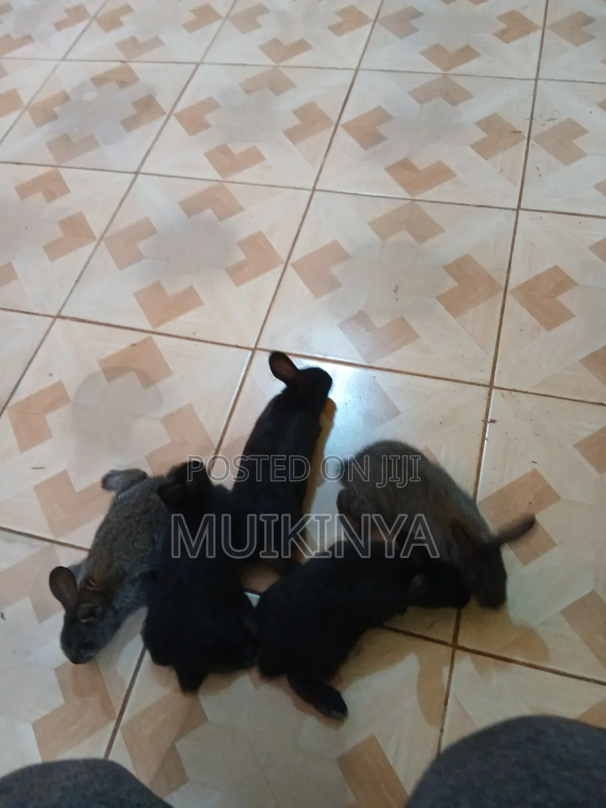 (NEGOTIABLE) 10 Rabbits for Sale;Females Are Pregnant( + Free Pellets)