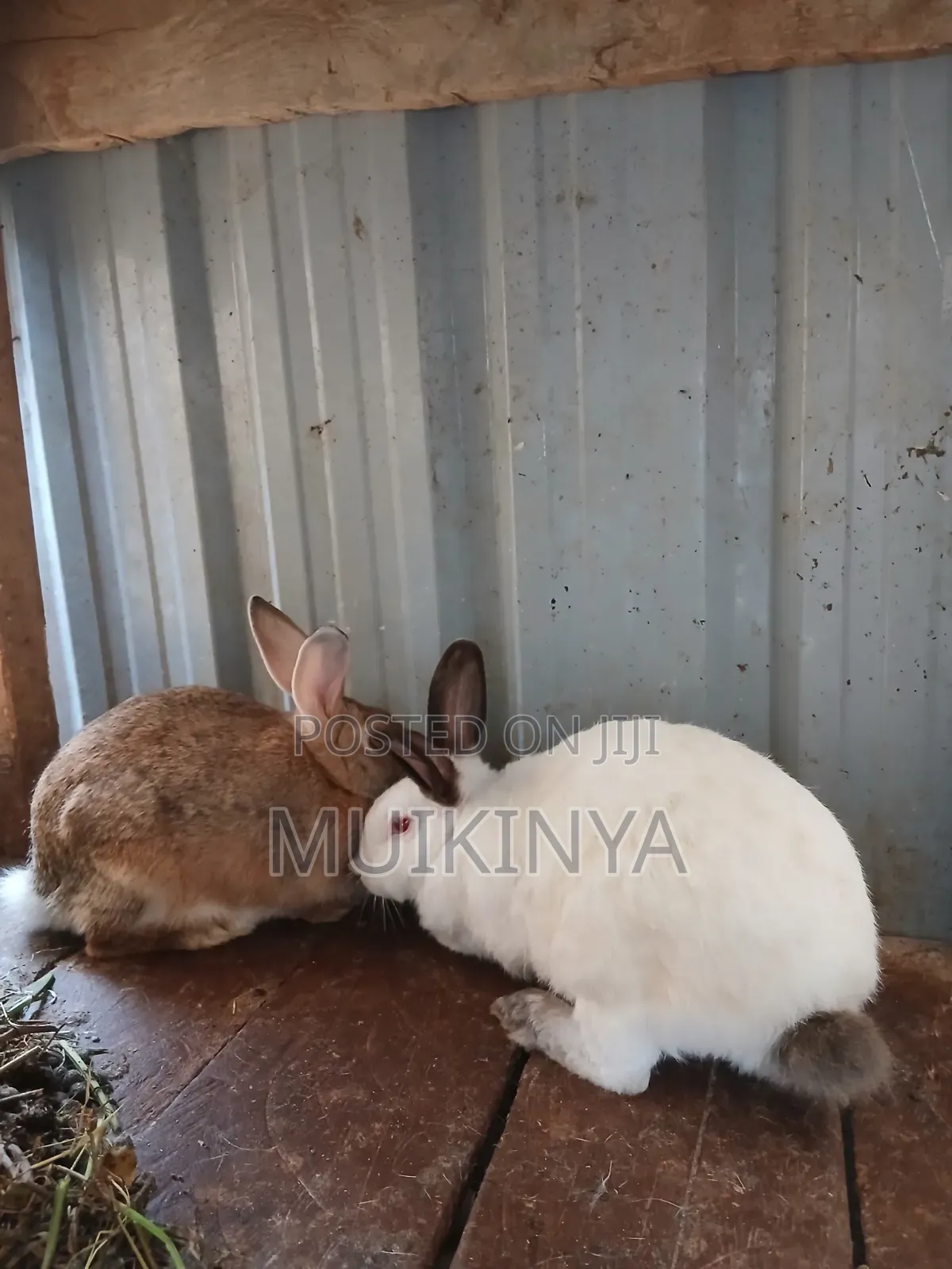 (NEGOTIABLE) 10 Rabbits for Sale;Females Are Pregnant( + Free Pellets)