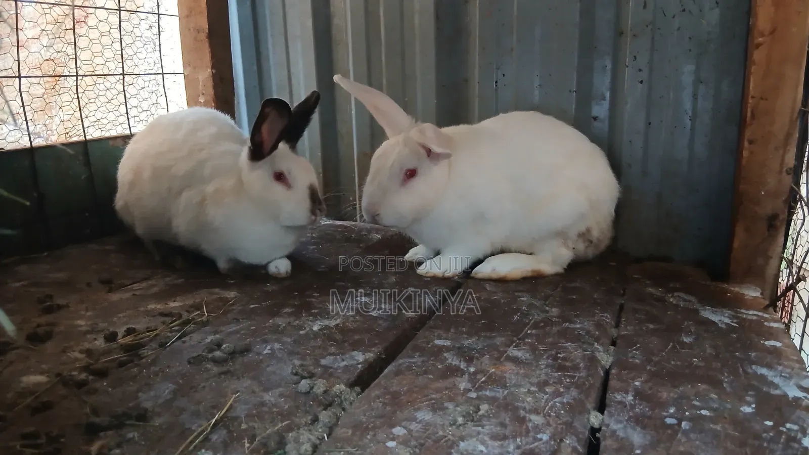 (NEGOTIABLE) 10 Rabbits for Sale;Females Are Pregnant( + Free Pellets)