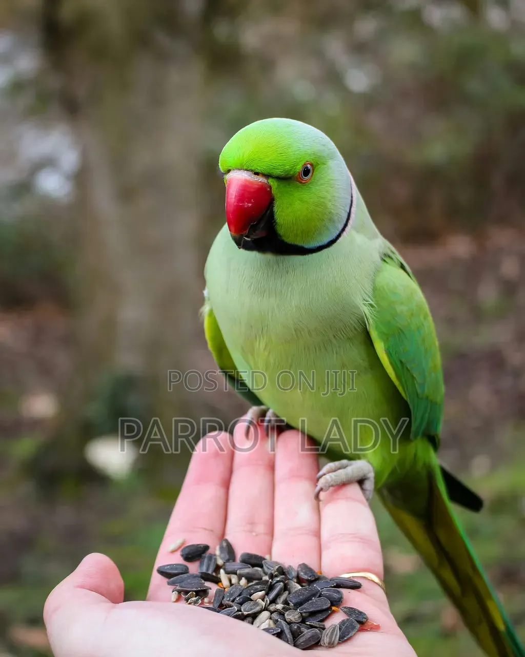 Talking Parrot