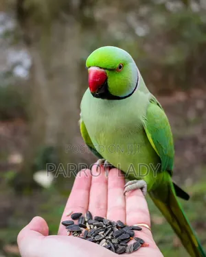 Talking Parrot