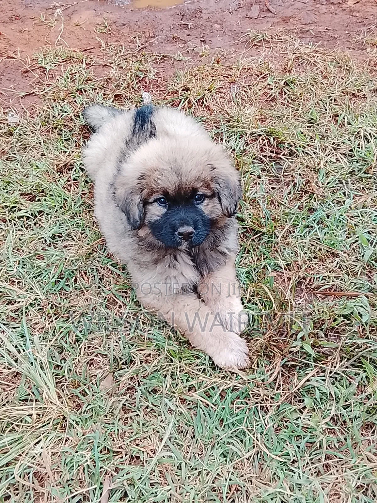 1-3 months Female Purebred Caucasian Shepherd